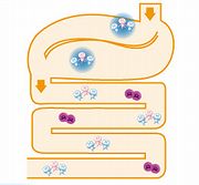 活き活き乳酸菌が腸で働くイメージ図
