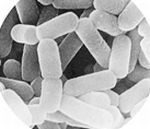 乳酸菌のイメージ