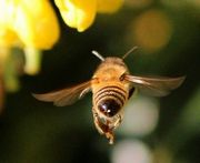 働き蜂の画像