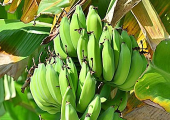 スマートスターチで使用されている有機栽培で育てられた高品質なバナナ