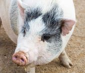 SPF認定農場での豚