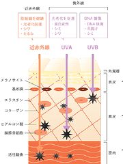 紫外線や近赤外線による肌ダメージのイメージ図