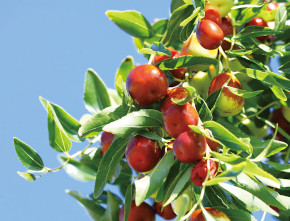 美容効果の高いナツメ