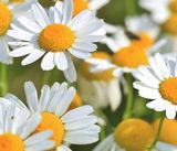 ジャーマンカモミールの花